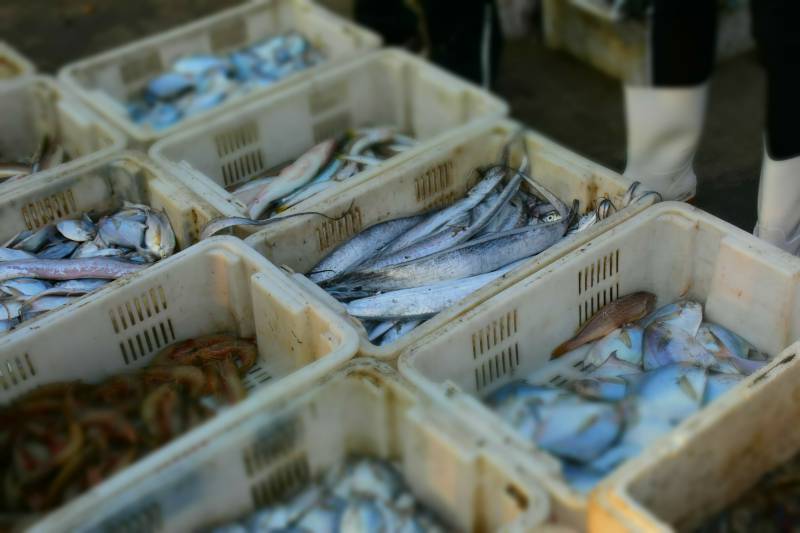 海货 韩世华摄.jpg